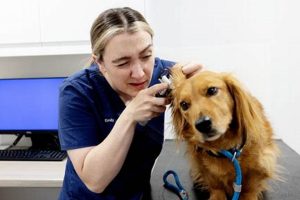 Best Dog Primary Care Vet: Find a Local Vet My Caring Dog – Tips, Stories, and Care Guides for Loving Pet Owners Best Dog Primary Care Vet: Find a Local Vet | My Caring Dog – Tips, Stories, and Care Guides for Loving Pet Owners