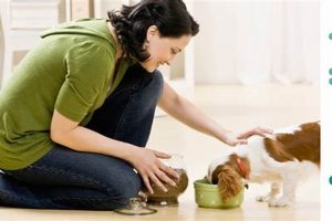 Expert Tips: Dog Care for Working Owners My Caring Dog – Tips, Stories, and Care Guides for Loving Pet Owners Expert Tips: Dog Care for Working Owners | My Caring Dog – Tips, Stories, and Care Guides for Loving Pet Owners