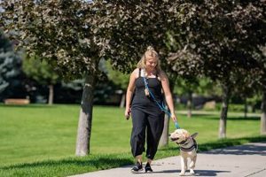 Service Dog Training Kansas City My Caring Dog – Tips, Stories, and Care Guides for Loving Pet Owners Service Dog Training Kansas City | My Caring Dog – Tips, Stories, and Care Guides for Loving Pet Owners