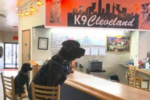 Best Dog Day Care in Cleveland: Top Choices My Caring Dog – Tips, Stories, and Care Guides for Loving Pet Owners Best Dog Day Care in Cleveland: Top Choices | My Caring Dog – Tips, Stories, and Care Guides for Loving Pet Owners