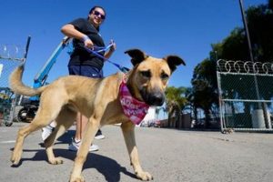 Best Dog Day Care in Chula Vista, CA My Caring Dog – Tips, Stories, and Care Guides for Loving Pet Owners Best Dog Day Care in Chula Vista, CA | My Caring Dog – Tips, Stories, and Care Guides for Loving Pet Owners
