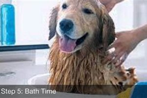 Expert Tips: Dog Care for Busy Workers My Caring Dog – Tips, Stories, and Care Guides for Loving Pet Owners Expert Tips: Dog Care for Busy Workers | My Caring Dog – Tips, Stories, and Care Guides for Loving Pet Owners