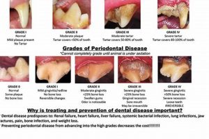 Dog Dental Care Prices My Caring Dog – Tips, Stories, and Care Guides for Loving Pet Owners Dog Dental Care Prices | My Caring Dog – Tips, Stories, and Care Guides for Loving Pet Owners