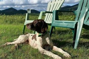 Top Dog Day Care in Lake Placid, NY: Best Options My Caring Dog – Tips, Stories, and Care Guides for Loving Pet Owners Top Dog Day Care in Lake Placid, NY: Best Options | My Caring Dog – Tips, Stories, and Care Guides for Loving Pet Owners