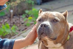 Best Dog Foster Care in Los Angeles, CA My Caring Dog – Tips, Stories, and Care Guides for Loving Pet Owners Best Dog Foster Care in Los Angeles, CA | My Caring Dog – Tips, Stories, and Care Guides for Loving Pet Owners