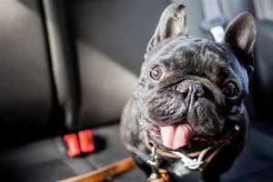 Can You Take A Dog In A Rental Car My Caring Dog – Tips, Stories, and Care Guides for Loving Pet Owners Can You Take A Dog In A Rental Car | My Caring Dog – Tips, Stories, and Care Guides for Loving Pet Owners