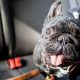 Can You Take A Dog In A Rental Car | My Caring Dog – Tips, Stories, and Care Guides for Loving Pet Owners