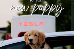 Top Female Dog Names Inspired by Cars My Caring Dog – Tips, Stories, and Care Guides for Loving Pet Owners Top Female Dog Names Inspired by Cars | My Caring Dog – Tips, Stories, and Care Guides for Loving Pet Owners