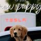 Top Female Dog Names Inspired by Cars | My Caring Dog – Tips, Stories, and Care Guides for Loving Pet Owners