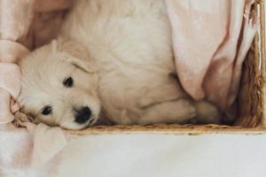 Find the Perfect Car Dog: Best Places to Get a Pup My Caring Dog – Tips, Stories, and Care Guides for Loving Pet Owners Find the Perfect Car Dog: Best Places to Get a Pup | My Caring Dog – Tips, Stories, and Care Guides for Loving Pet Owners