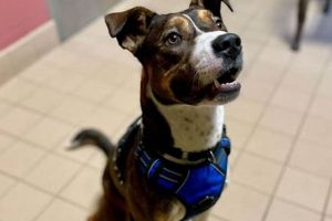 Top Dog Pet Care in Jackson, MI | Best Services My Caring Dog – Tips, Stories, and Care Guides for Loving Pet Owners Top Dog Pet Care in Jackson, MI | Best Services | My Caring Dog – Tips, Stories, and Care Guides for Loving Pet Owners