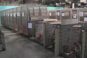 Adopt Dogs in STL: Find Your Furry Friend My Caring Dog – Tips, Stories, and Care Guides for Loving Pet Owners Adopt Dogs in STL: Find Your Furry Friend | My Caring Dog – Tips, Stories, and Care Guides for Loving Pet Owners