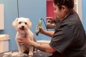 Best Dog Grooming in Lewisville TX | Groome Dog Care My Caring Dog – Tips, Stories, and Care Guides for Loving Pet Owners Best Dog Grooming in Lewisville TX | Groome Dog Care | My Caring Dog – Tips, Stories, and Care Guides for Loving Pet Owners