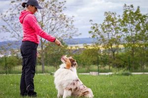 Best Trained Companion Dogs: Ultimate Guide My Caring Dog – Tips, Stories, and Care Guides for Loving Pet Owners Best Trained Companion Dogs: Ultimate Guide | My Caring Dog – Tips, Stories, and Care Guides for Loving Pet Owners