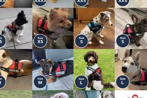 Puppy to Service Dog: A Training Guide My Caring Dog – Tips, Stories, and Care Guides for Loving Pet Owners Puppy to Service Dog: A Training Guide | My Caring Dog – Tips, Stories, and Care Guides for Loving Pet Owners