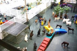 Best Dog Pet Care Centre: Top Choices My Caring Dog – Tips, Stories, and Care Guides for Loving Pet Owners Best Dog Pet Care Centre: Top Choices | My Caring Dog – Tips, Stories, and Care Guides for Loving Pet Owners
