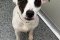 Find Your Pawfect Pal: Kirkwood Dog Adoption My Caring Dog – Tips, Stories, and Care Guides for Loving Pet Owners Find Your Pawfect Pal: Kirkwood Dog Adoption | My Caring Dog – Tips, Stories, and Care Guides for Loving Pet Owners