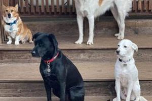 Best Dog Day Care in Arvada, CO | Top Kennels My Caring Dog – Tips, Stories, and Care Guides for Loving Pet Owners Best Dog Day Care in Arvada, CO | Top Kennels | My Caring Dog – Tips, Stories, and Care Guides for Loving Pet Owners