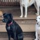 Best Dog Day Care in Arvada, CO | Top Kennels | My Caring Dog – Tips, Stories, and Care Guides for Loving Pet Owners