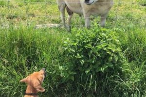 Top Dog Day Care in Brighton, MI My Caring Dog – Tips, Stories, and Care Guides for Loving Pet Owners Top Dog Day Care in Brighton, MI | My Caring Dog – Tips, Stories, and Care Guides for Loving Pet Owners