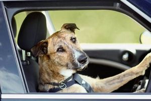 Safe & Happy: Dogs Riding in Cars Guide My Caring Dog – Tips, Stories, and Care Guides for Loving Pet Owners Safe & Happy: Dogs Riding in Cars Guide | My Caring Dog – Tips, Stories, and Care Guides for Loving Pet Owners