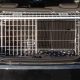 Best Pets at Home Dog Crates for Cars & SUVs | My Caring Dog – Tips, Stories, and Care Guides for Loving Pet Owners