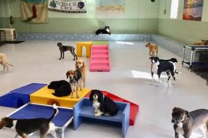 Best Dog Day Care in San Carlos | Top Kennels My Caring Dog – Tips, Stories, and Care Guides for Loving Pet Owners Best Dog Day Care in San Carlos | Top Kennels | My Caring Dog – Tips, Stories, and Care Guides for Loving Pet Owners