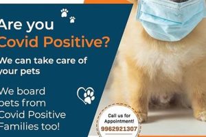 Best Dog Day Care in Chennai: Top Centers My Caring Dog – Tips, Stories, and Care Guides for Loving Pet Owners Best Dog Day Care in Chennai: Top Centers | My Caring Dog – Tips, Stories, and Care Guides for Loving Pet Owners