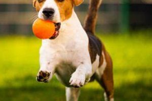 Dog Day Care New Braunfels Tx My Caring Dog – Tips, Stories, and Care Guides for Loving Pet Owners Dog Day Care New Braunfels Tx | My Caring Dog – Tips, Stories, and Care Guides for Loving Pet Owners