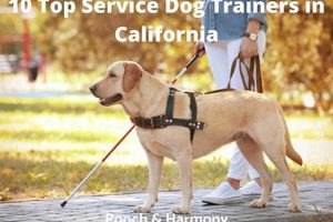 Top-Rated Service Dog Trainers Near You My Caring Dog – Tips, Stories, and Care Guides for Loving Pet Owners Top-Rated Service Dog Trainers Near You | My Caring Dog – Tips, Stories, and Care Guides for Loving Pet Owners