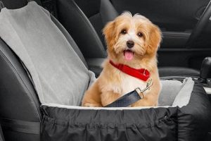 Best Medium Dog Car Seats: Safe & Secure My Caring Dog – Tips, Stories, and Care Guides for Loving Pet Owners Best Medium Dog Car Seats: Safe & Secure | My Caring Dog – Tips, Stories, and Care Guides for Loving Pet Owners