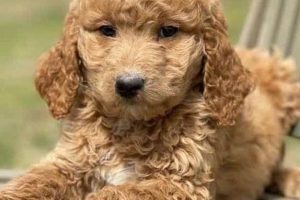 Platinum Goldendoodles Reviews My Caring Dog – Tips, Stories, and Care Guides for Loving Pet Owners Platinum Goldendoodles Reviews | My Caring Dog – Tips, Stories, and Care Guides for Loving Pet Owners