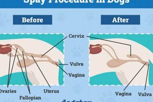 Ultimate Female Dog Care Guide: Tips & Tricks My Caring Dog – Tips, Stories, and Care Guides for Loving Pet Owners Ultimate Female Dog Care Guide: Tips & Tricks | My Caring Dog – Tips, Stories, and Care Guides for Loving Pet Owners