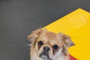 Best Dog Day Care in Bellevue: Top Choices My Caring Dog – Tips, Stories, and Care Guides for Loving Pet Owners Best Dog Day Care in Bellevue: Top Choices | My Caring Dog – Tips, Stories, and Care Guides for Loving Pet Owners