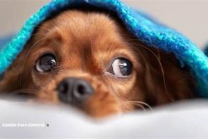 Dog Care Tips When You're Sick: A Guide My Caring Dog – Tips, Stories, and Care Guides for Loving Pet Owners Dog Care Tips When You're Sick: A Guide | My Caring Dog – Tips, Stories, and Care Guides for Loving Pet Owners