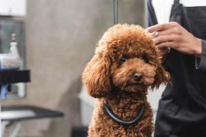 Is Dog Grooming A Good Career My Caring Dog – Tips, Stories, and Care Guides for Loving Pet Owners Is Dog Grooming A Good Career | My Caring Dog – Tips, Stories, and Care Guides for Loving Pet Owners