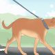 Best Ways to Get Dogs for Car Travel | My Caring Dog – Tips, Stories, and Care Guides for Loving Pet Owners