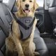 Top 5 Safest Dog Harnesses for Car Travel in 2024 | My Caring Dog – Tips, Stories, and Care Guides for Loving Pet Owners