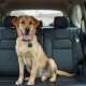 Dog Harness Laws for Cars: What You Need to Know | My Caring Dog – Tips, Stories, and Care Guides for Loving Pet Owners