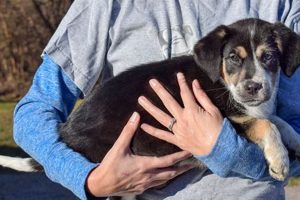 Dog Adoption Evanston My Caring Dog – Tips, Stories, and Care Guides for Loving Pet Owners Dog Adoption Evanston | My Caring Dog – Tips, Stories, and Care Guides for Loving Pet Owners