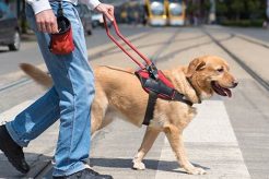 Canine Training Services My Caring Dog – Tips, Stories, and Care Guides for Loving Pet Owners Canine Training Services | My Caring Dog – Tips, Stories, and Care Guides for Loving Pet Owners