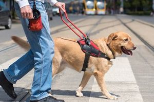 Canine Training Services My Caring Dog – Tips, Stories, and Care Guides for Loving Pet Owners Canine Training Services | My Caring Dog – Tips, Stories, and Care Guides for Loving Pet Owners