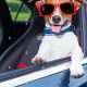 Adventure Dog Car Rides: Safety & Tips | My Caring Dog – Tips, Stories, and Care Guides for Loving Pet Owners