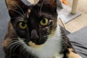 Evanston Cat Shelter My Caring Dog – Tips, Stories, and Care Guides for Loving Pet Owners Evanston Cat Shelter | My Caring Dog – Tips, Stories, and Care Guides for Loving Pet Owners