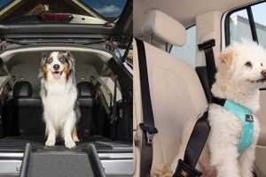 Car With Dog My Caring Dog – Tips, Stories, and Care Guides for Loving Pet Owners Car With Dog | My Caring Dog – Tips, Stories, and Care Guides for Loving Pet Owners