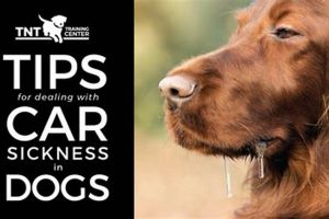 Best Tips for Car Sick Dogs: Vet-Approved Guide My Caring Dog – Tips, Stories, and Care Guides for Loving Pet Owners Best Tips for Car Sick Dogs: Vet-Approved Guide | My Caring Dog – Tips, Stories, and Care Guides for Loving Pet Owners
