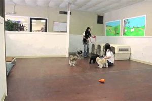 Best Dog Day Care in Kansas City: Top Picks My Caring Dog – Tips, Stories, and Care Guides for Loving Pet Owners Best Dog Day Care in Kansas City: Top Picks | My Caring Dog – Tips, Stories, and Care Guides for Loving Pet Owners