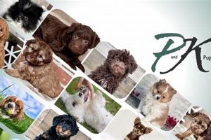 P And K Puppies Photos My Caring Dog – Tips, Stories, and Care Guides for Loving Pet Owners P And K Puppies Photos | My Caring Dog – Tips, Stories, and Care Guides for Loving Pet Owners
