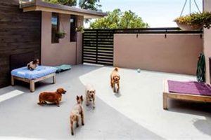 Dog Day Care Midtown My Caring Dog – Tips, Stories, and Care Guides for Loving Pet Owners Dog Day Care Midtown | My Caring Dog – Tips, Stories, and Care Guides for Loving Pet Owners