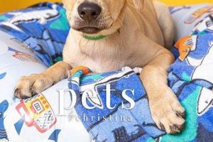Find Adoptable Dogs in St. Louis, MO Today! | My Caring Dog – Tips, Stories, and Care Guides for Loving Pet Owners